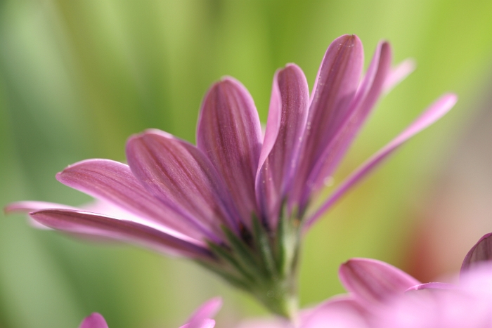 Macro fleurs La Tour - 060